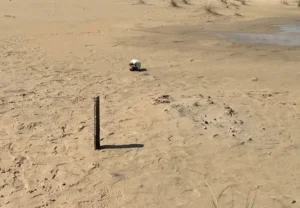 Crânio humano é encontrado em Cidreira