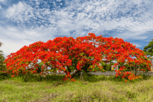 Flamboyant: Origem e curiosidades sobre a árvore