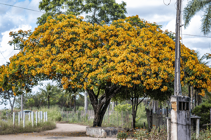 flamboyant origem e curiosidades sobre a arvore meio 1