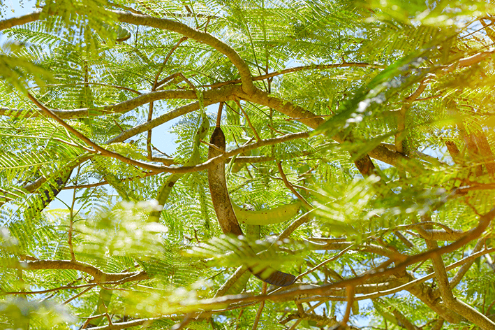 flamboyant origem e curiosidades sobre a arvore meio 2