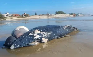 Baleia jubarte é encontrada morta em Xangri-Lá