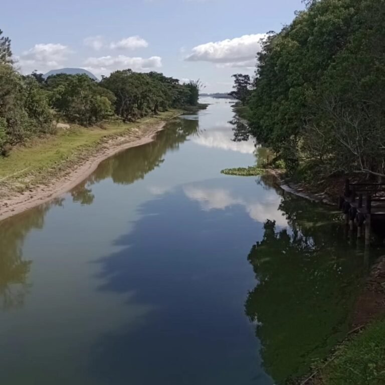 Mortandade de peixes em canal de Osório preocupa ambientalistas 2 473372045 8763740427057607 4869792233689406577 n