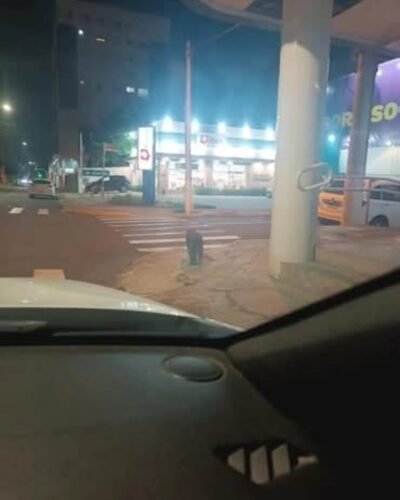 Capivara é flagrada no centro de Osório e surpreende moradores