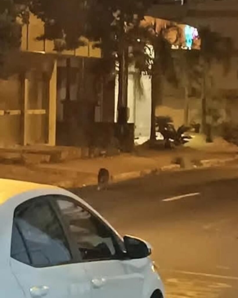 Capivara é flagrada no centro de Osório e surpreende moradores 1 473700207 8716316161800034 2424519435144035559 n