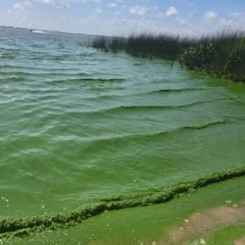 CALOR E ESTIAGEM CAUSAM PROLIFERAÇÃO DE ALGAS NA LAGOA DOS PATOS
