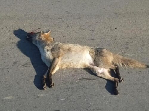 Na manhã desta quinta-feira (23), um graxaim-do-campo foi encontrado morto na RS-030, entre os municípios de Osório e Santo Antônio da Patrulha.