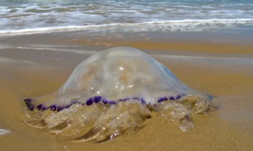 Queimaduras por águas-vivas no Litoral Gaúcho já superam o triplo do começo do veraneio passado