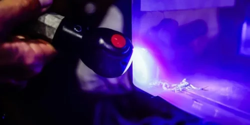 Vigilância Ambiental captura 12 escorpiões amarelos em ação noturna em Porto Alegre