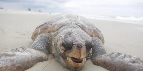 Tartaruga-marinha é encontrada morta na beira da praia em Tramandaí