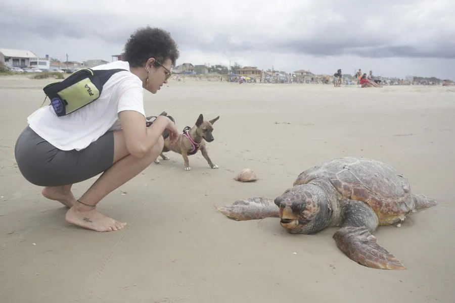 Tartaruga-marinha é encontrada morta na beira da praia em Tramandaí 1 MS AAA1343 2
