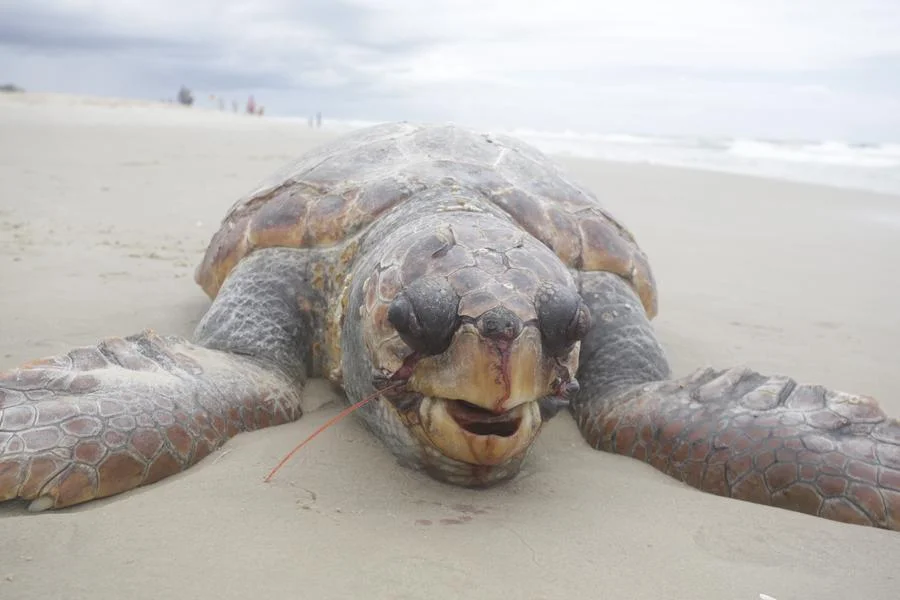 Tartaruga-marinha é encontrada morta na beira da praia em Tramandaí 2 MS AAA1401 1