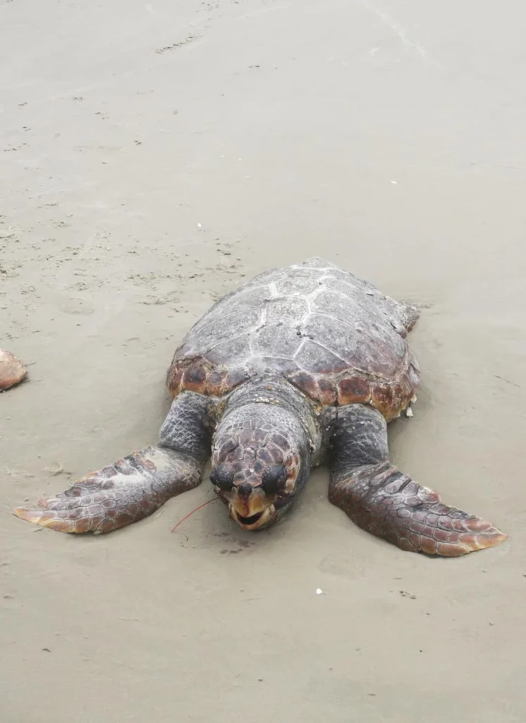 Tartaruga-marinha é encontrada morta na beira da praia em Tramandaí 3 MS AAA1442 1