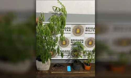 BM prende homem com revólver e pés de maconha em Santo Antônio da Patrulha