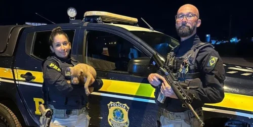 Durante o verão aumenta o abandono de animais nas estradas