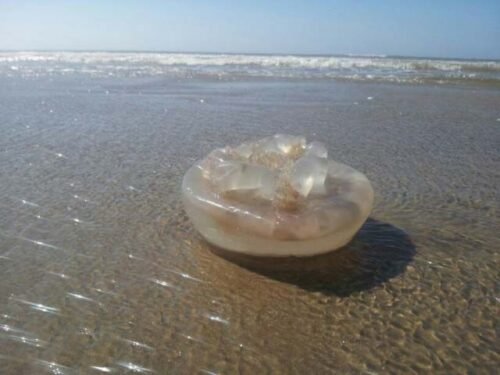 Lesões por águas-vivas no começo de veraneio quase que triplicaram no Litoral Norte do RS