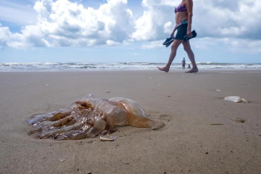 Praia de Xangri-Lá tem Maré Alta, Mar Limpo e Bandeira Amarela no Primeiro Domingo de 2025 3 ambiental1