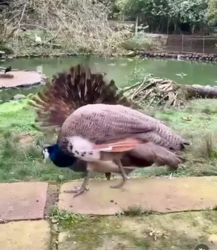 Cem animais do zoológico de Sapucaia do Sul são leiloados por quase R$ 140 mil