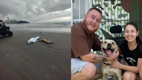 Cão que ficou ao lado de tutor morto em praia de SC é adotado por família