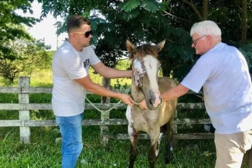 Égua é amarrada ao para-choque de carro e arrastada em estrada de São Leopoldo