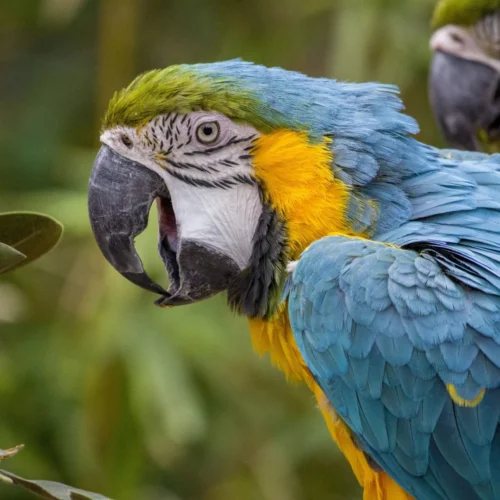 5 Curiosidades sobre os animais que você não sabia