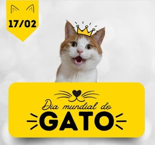 Hoje é o Dia Mundial do Gato