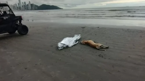 Cachorro permanece ao lado do corpo de tutor morto afogado em praia de SC