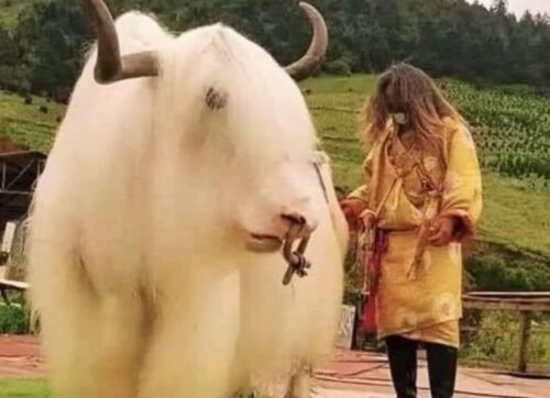 YAKS são animais nativos do Tibet e da China, mas também estão na Mongólia, Nepal e Ásia Central.