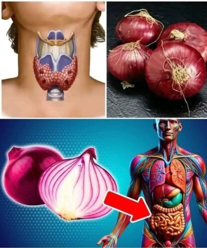 A Cebola, É um vegetal com alto valor nutricional e muitos benefícios à saúde.