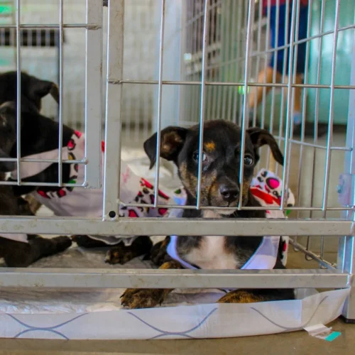 Festival Pet de Gramado terá feira de adoção neste Fim de Semana