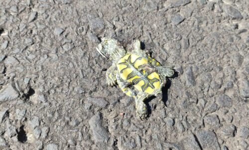 Filhotes de tartarugas atropelados na Lagoa do Marcelino, em Osório reacendem debate sobre uso de veículos na área de desova