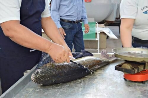 SEMANA DA PÁSCOA TERÁ FEIRA DE ARTESANATO E PESCADO NO LARGO DOS ESTUDANTES SÔNIA CHEMALE EM OSÓRIO