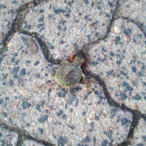 Para evitar mortes de tartarugas, abaixo-assinado pede medidas emergenciais na Lagoa do Marcelino em Osório