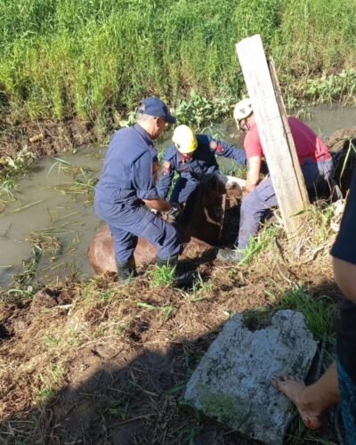 Cavalo atolado em valo é resgatado em operação que mobilizou bombeiros e vereador em Osório