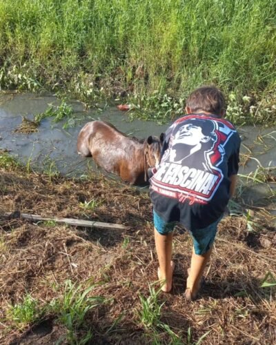Cavalo atolado em valo é resgatado em operação que mobilizou bombeiros e vereador em Osório 1 491841485 9251603148271330 1522734136486183177 n