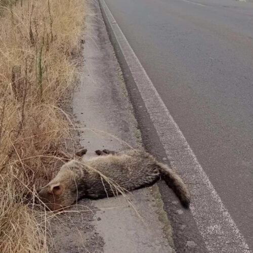 Para evitar mortes de tartarugas, abaixo-assinado pede medidas emergenciais na Lagoa do Marcelino em Osório 2 492088470 9276610949103883 5024920966549802433 n
