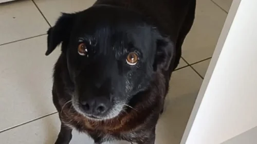 Cachorro “Negão” é encontrado em São José dos Ausentes