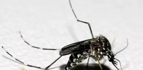 Rio Grande do Sul registra a terceira morte por dengue neste ano