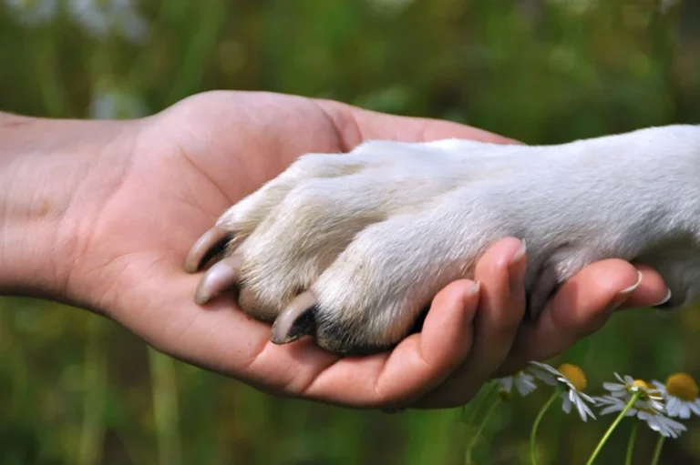 1º Forum de Proteção e Defesa Animal acontece em Tramandaí 3 bem estar animal