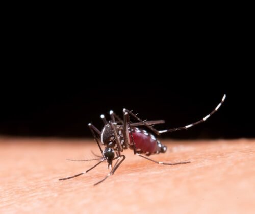 Avanço da dengue no Sul do Brasil evidencia importância de medidas de prevenção