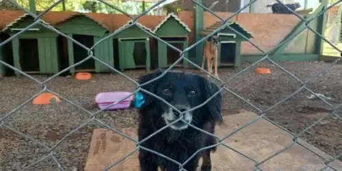 ONG de São Paulo vem para Canoas resgatar 20 animais das enchentes e levar para novos lares
