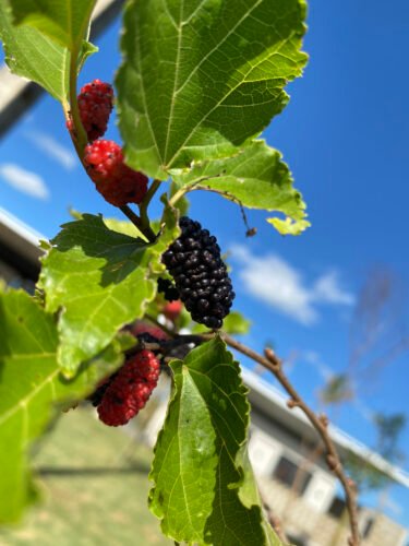 Conexão com Verde se torna diferencial para escolha de moradia 2 20250502 Frutos do pomar
