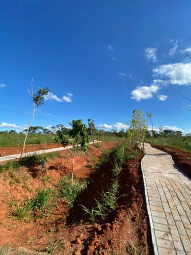 Conexão com Verde se torna diferencial para escolha de moradia 1 20250502 Pomar em implantacao 1