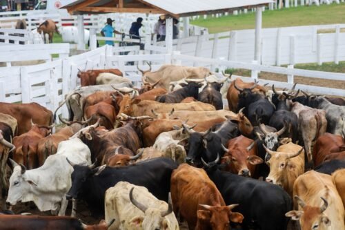 PRIMEIRO DIA DO XVIII RODEIO CRIOULO INTERNACIONAL DE IMBÉ REÚNE AMANTES DO TRADICIONALISMO 9 495371964 712843717970439 4098987736789129107 n