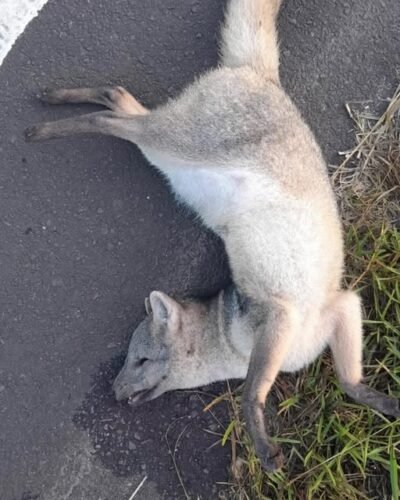Graxaim-do-campo é atropelado na Estrada do Palmital em Osório