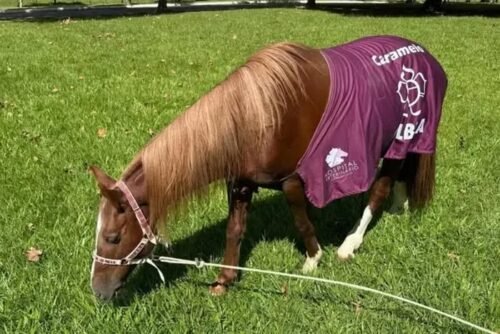 Cavalo Caramelo resgatado em enchentes ganhará santuário para viver livre em universidade no Rio Grande do Sul