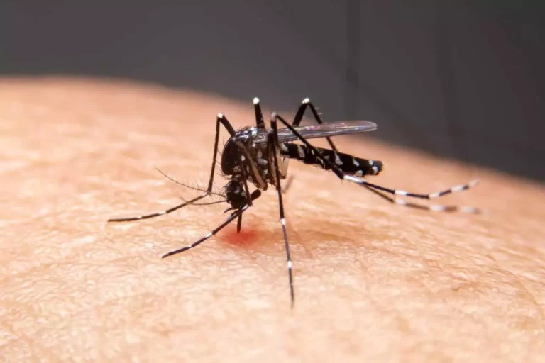 dengue 2 1 1 2 1 1 1