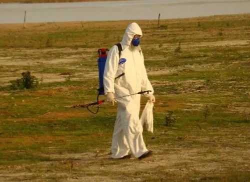 Governo federal confirma novo caso de gripe aviária no Rio Grande do Sul