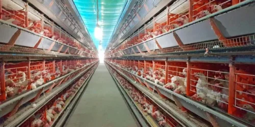 Rio Grande do Sul se mobiliza para combater foco de gripe aviária