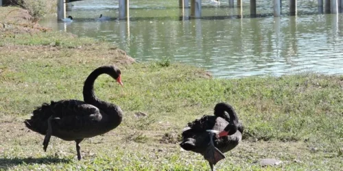 Visitação ao Zoológico de Sapucaia do Sul é suspensa por tempo indeterminado