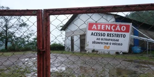 Nove casos suspeitos de gripe aviária estão em investigação